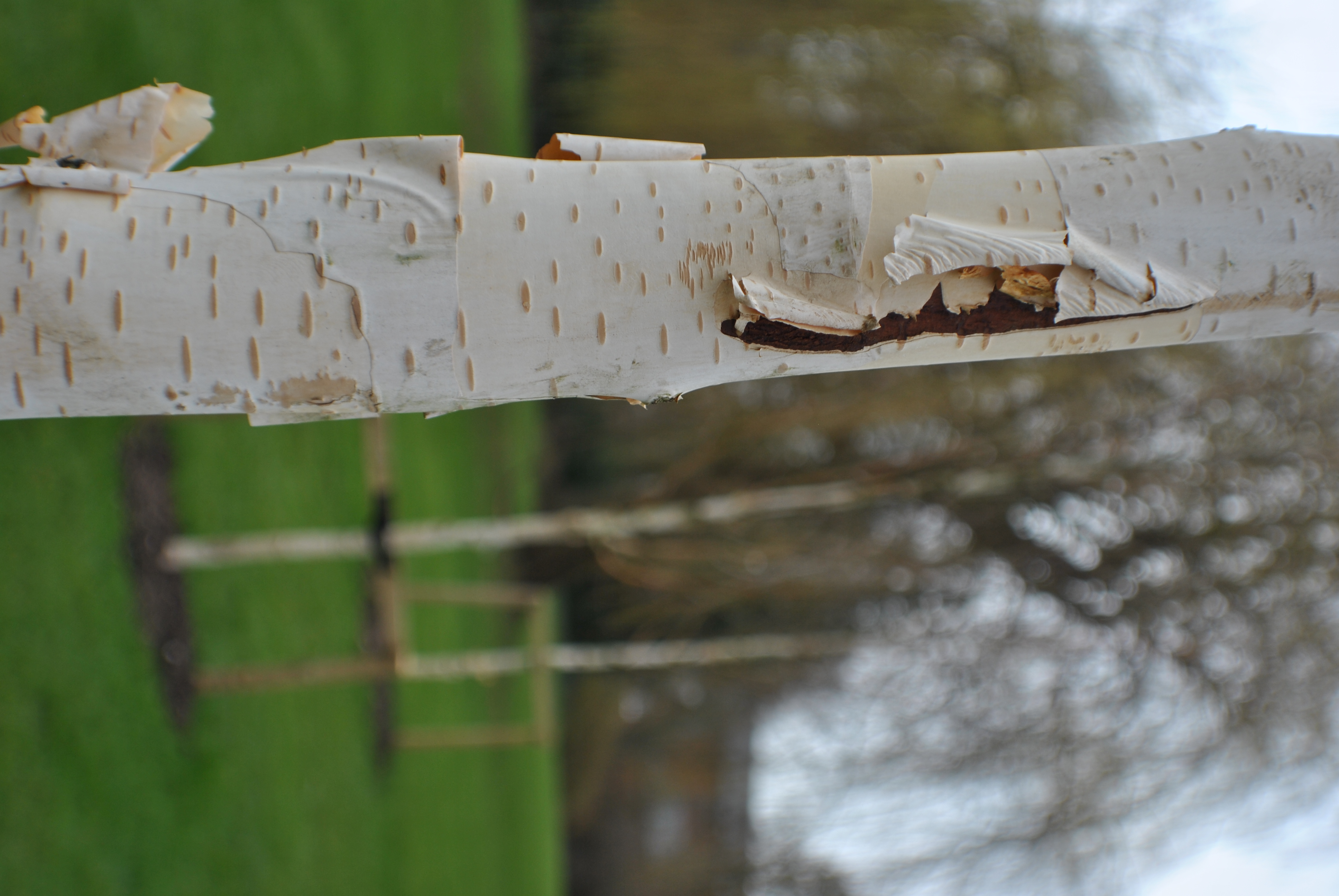 paper birch trees in a row