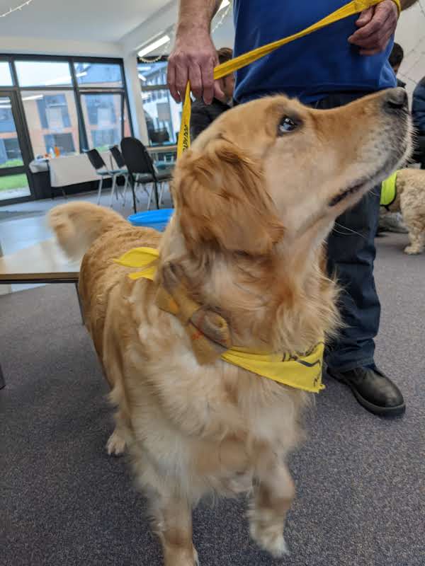 lottie, a golden retriever dog