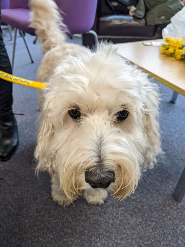 teddi the cockapoo dog