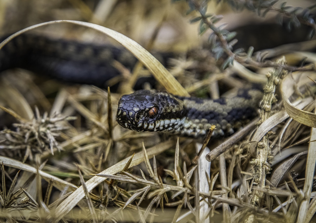 adder