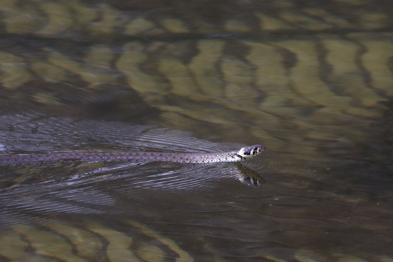 grass snake swimming