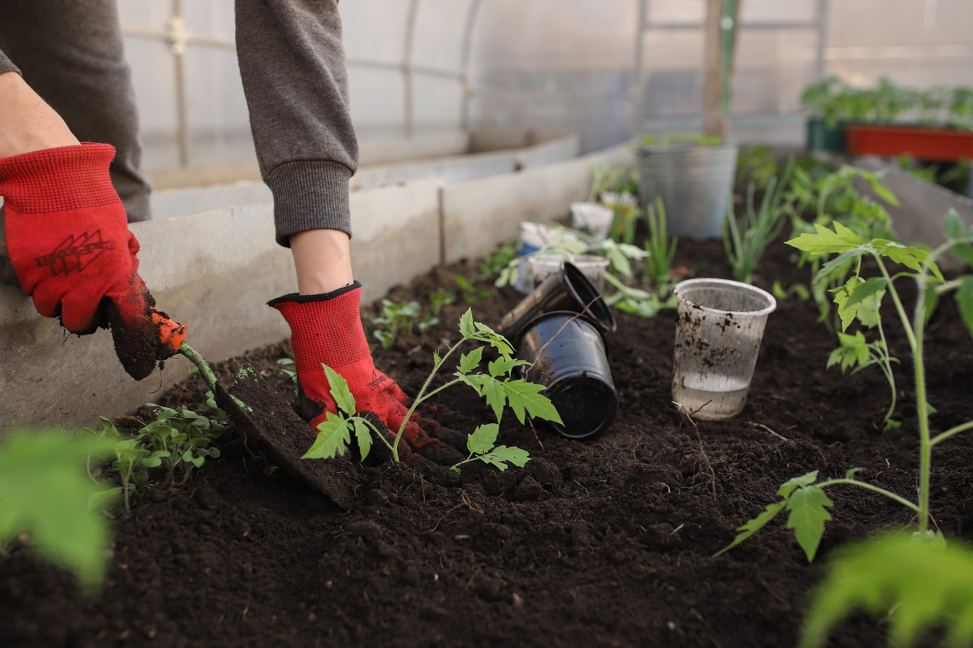 growing plants