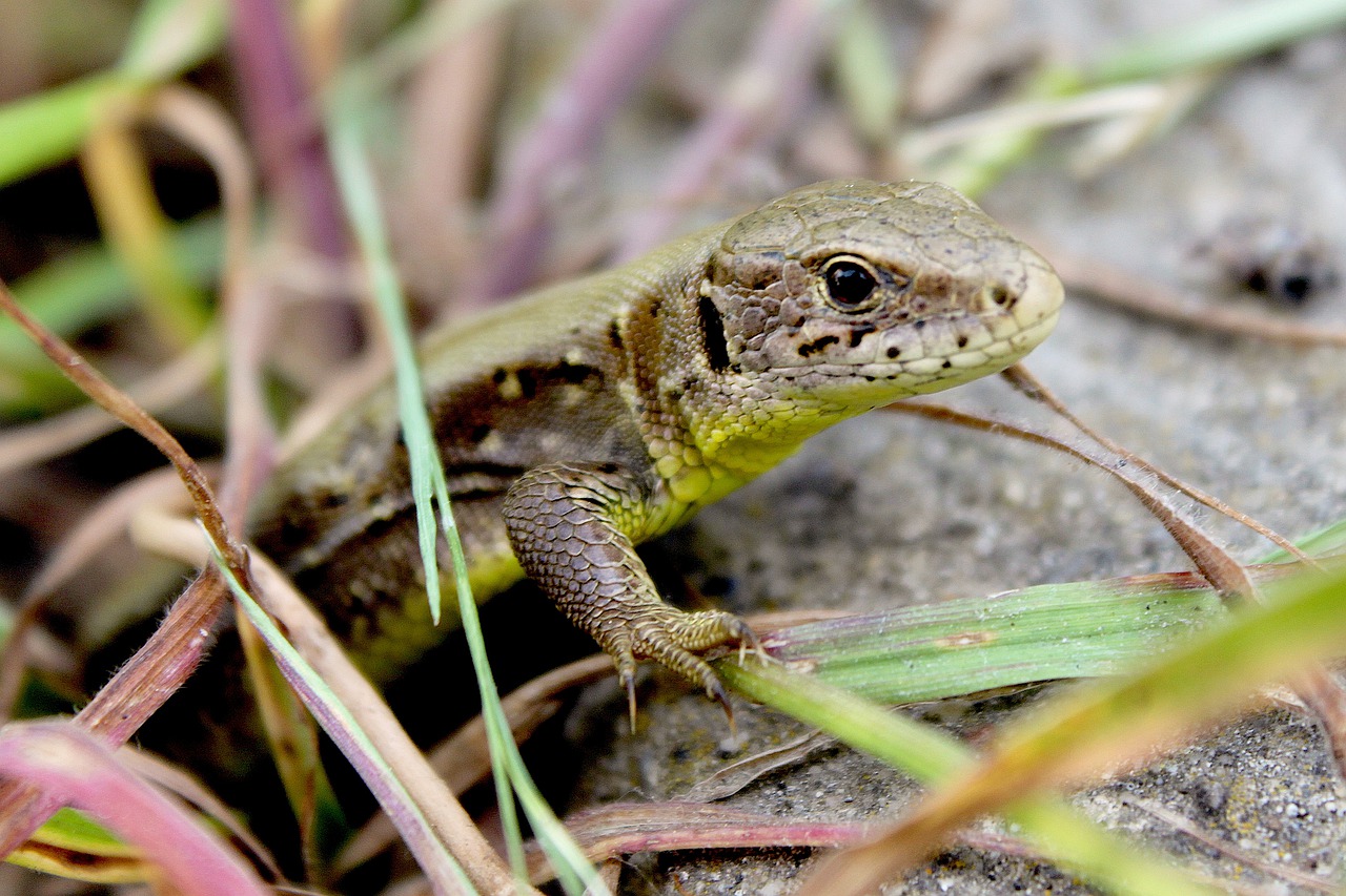 sand lizard in grass