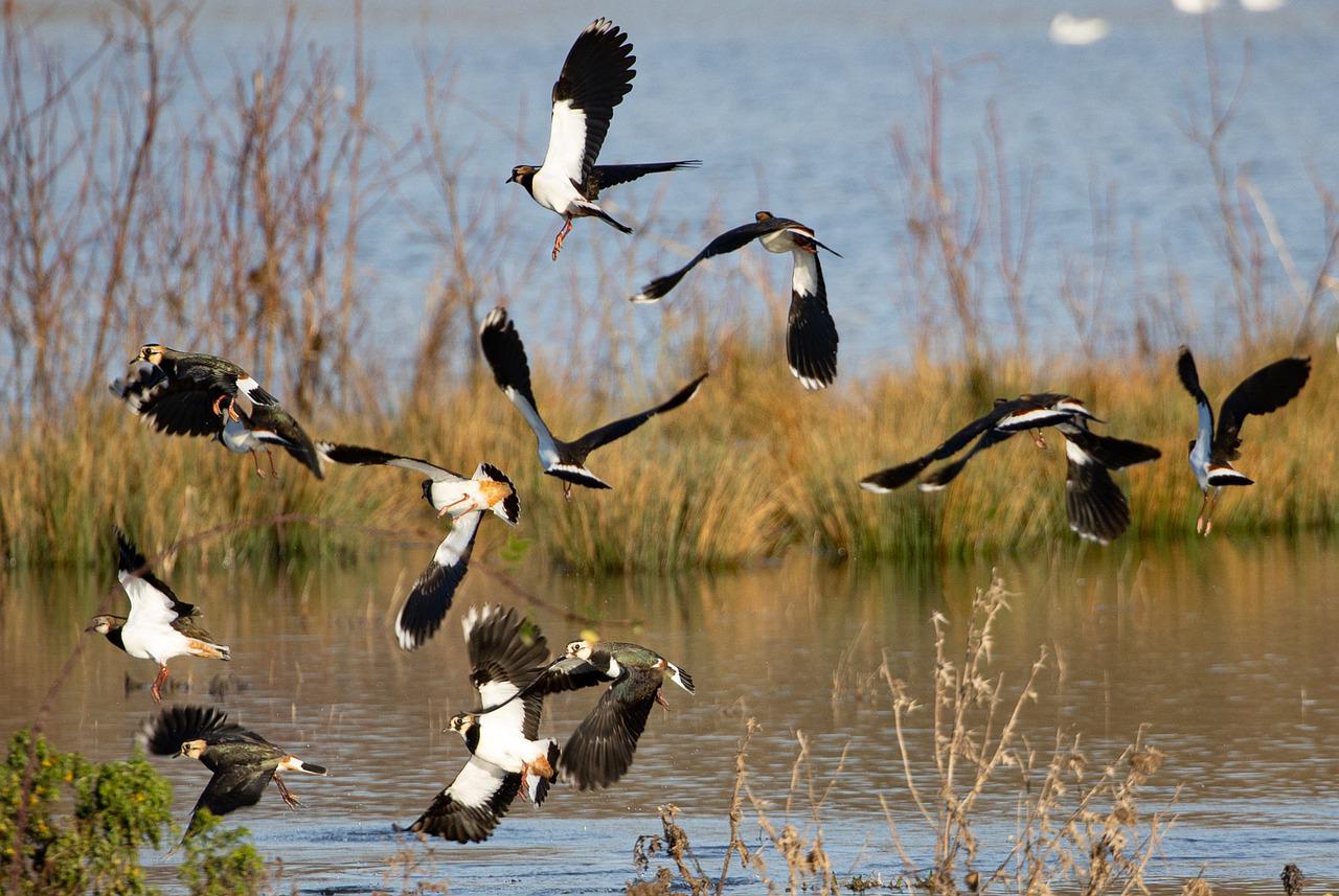 lapwing birds in wetland