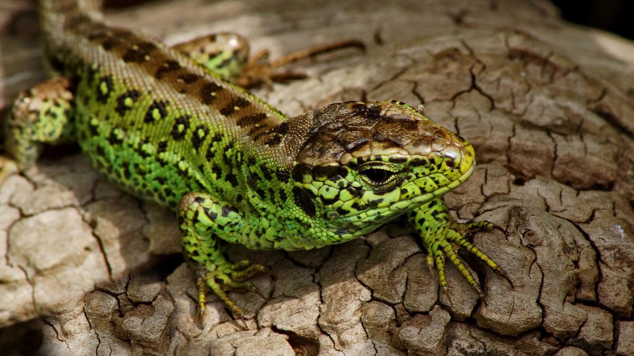 sand lizard displaying vivid green colour